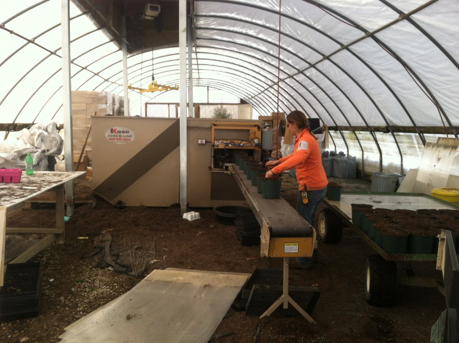 Lynn filling gallon pots for perennial production